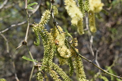 Prosopis nigra