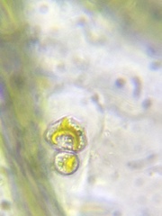 Ochrophyta
