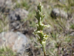 Dichromanthus michuacanus