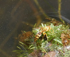 Ropalidia romandi