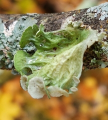 Ramalina sinensis