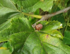 Graphosoma italicum italicum