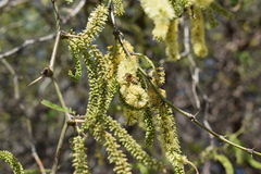Prosopis nigra