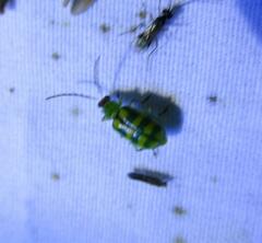 Diabrotica balteata