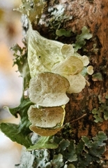 Ramalina sinensis