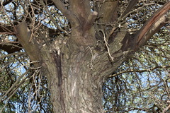 Prosopis nigra