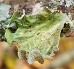 Ramalina sinensis