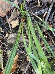 Carex glaucodea