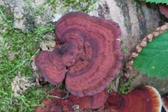 Daedaleopsis tricolor