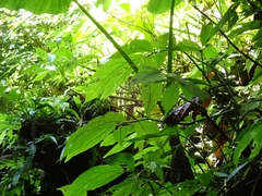 Elatostema platyphyllum