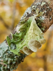 Ramalina sinensis