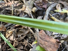 Carex glaucodea