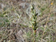 Dichromanthus michuacanus
