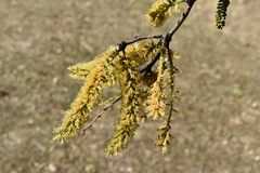 Prosopis nigra