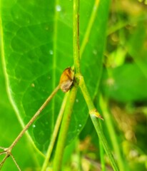 Lepyronia coleoptrata