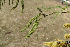 Prosopis nigra