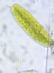 Netrium digitus