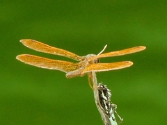 Perithemis