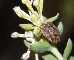 Sphaerocoris testudogrisea