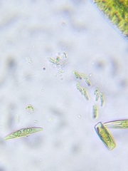 Quadrigula closterioides