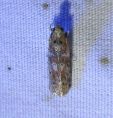 Sciota rubrisparsella