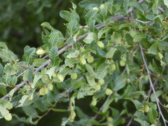 Nothofagus obliqua