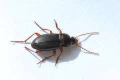 Calathus erratus