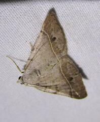 Frederickia subterminata