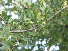 Nothofagus obliqua