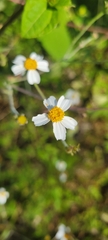 Bidens odorata