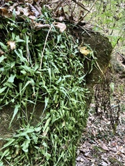 Asplenium rhizophyllum