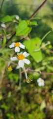 Bidens odorata