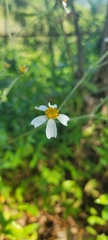Bidens odorata