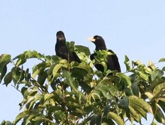 Psarocolius decumanus