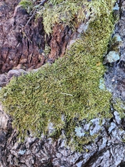 Hedwigia ciliata