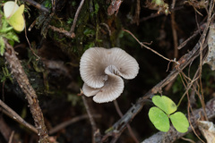 Arrhenia epichysium