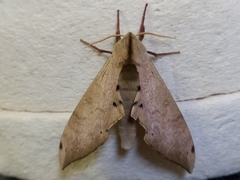 Pseudoclanis postica