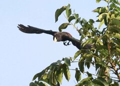 Psarocolius decumanus