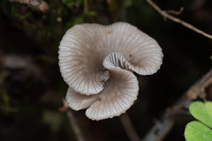 Arrhenia epichysium