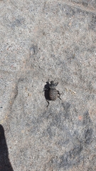 Scotobius pilularius