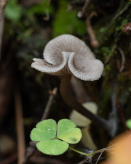 Arrhenia epichysium