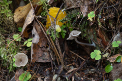 Arrhenia epichysium