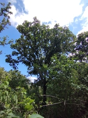 Quercus rugosa