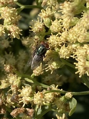 Cochliomyia