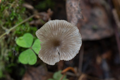 Arrhenia epichysium