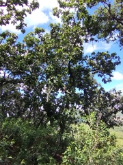 Quercus rugosa