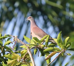 Patagioenas cayennensis