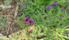 Echium vulgare