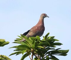 Patagioenas cayennensis