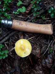 Hygrophorus lucorum